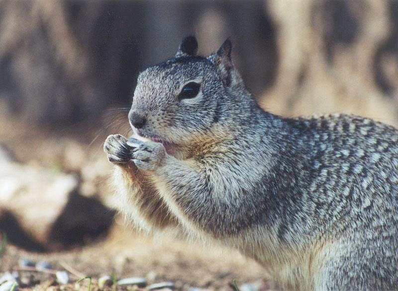 march07-California Ground Squirrel-by Gregg Elovich.jpg