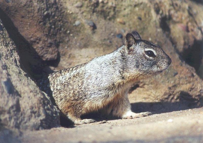 march08-California Ground Squirrel-by Gregg Elovich.jpg