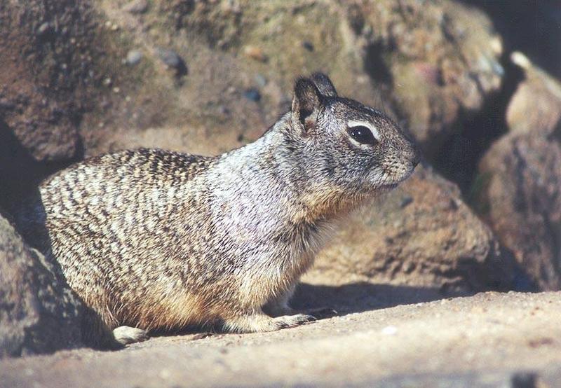 march09-California Ground Squirrel-by Gregg Elovich.jpg