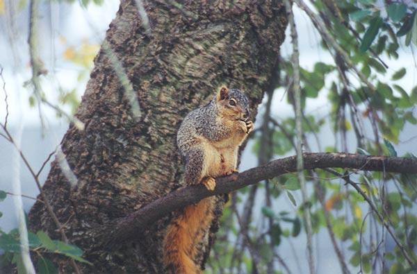 march15-Fox Squirrel-by Gregg Elovich.jpg