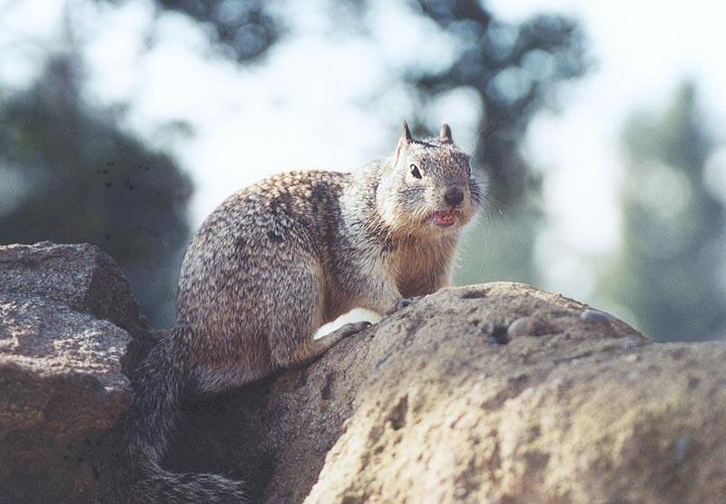march17-California Ground Squirrel-by Gregg Elovich.jpg