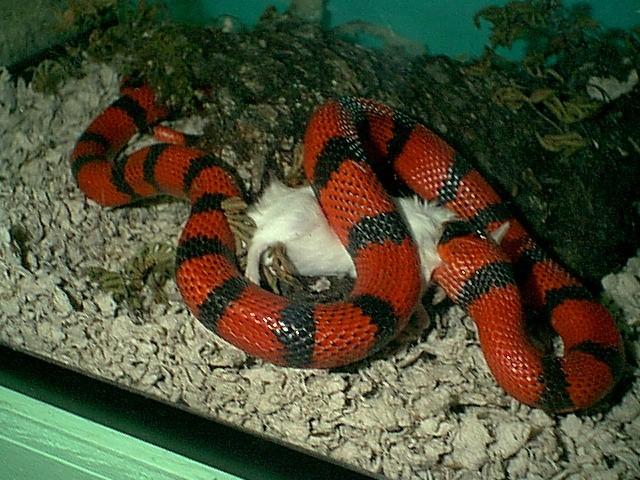 mouse-w-Tangerine-Honduran Milk Snake-by Robin Russell.jpg