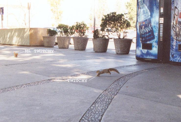 mr twitchy-Fox Squirrel-by Gregg Elovich.jpg