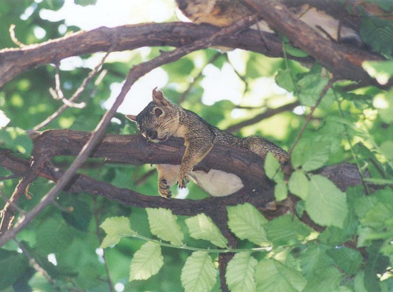 ngoct02-Fox Squirrel-by Gregg Elovich.jpg