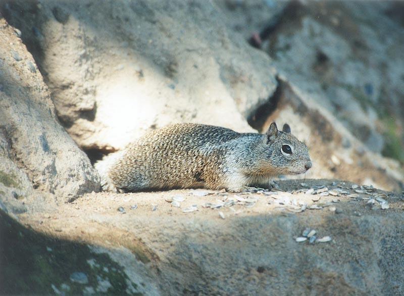 ngoct04-California Ground Squirrel-by Gregg Elovich.jpg