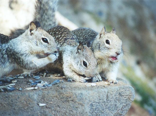 ngoct05-California Ground Squirrels-by Gregg Elovich.jpg