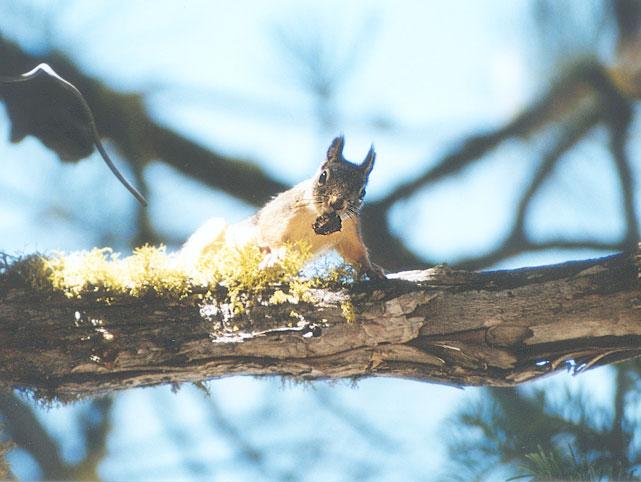 ngoct12-Fox Squirrel-by Gregg Elovich.jpg