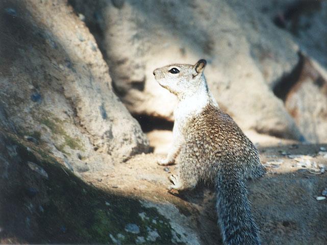 ngoct13-California Ground Suqirrel-by Gregg Elovich.jpg