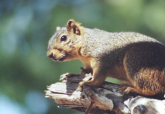 nov1-Western Gray Squirrel-by Gregg Elovich.jpg