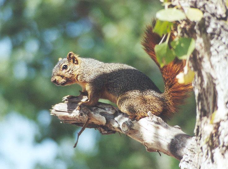 nov2-Western Gray Squirrel-by Gregg Elovich.jpg