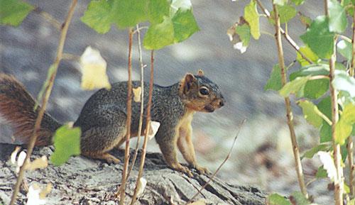 nov3-Western Gray Squirrel-by Gregg Elovich.jpg