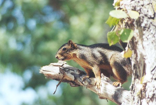 nov4-Western Gray Squirrel-by Gregg Elovich.jpg