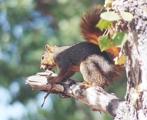 nov5-Western Gray Squirrel-by Gregg Elovich.jpg