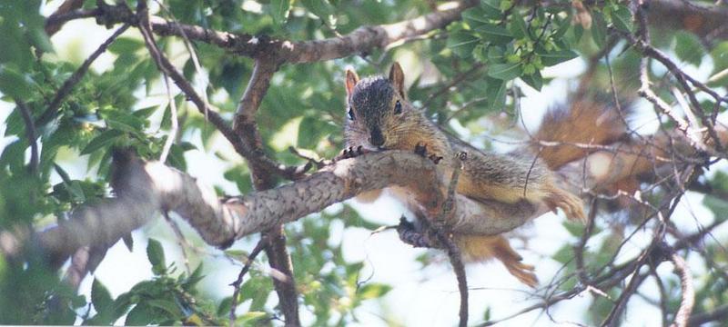 nov8-Western Gray Squirrel-by Gregg Elovich.jpg