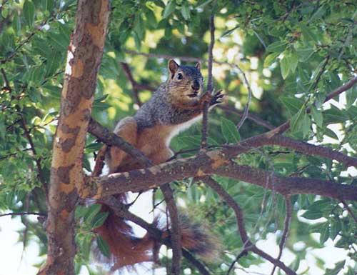 nov9-Western Gray Squirrel-by Gregg Elovich.jpg