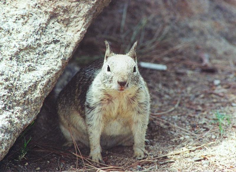 nov91-California Ground Squirrel-by Gregg Elovich.jpg