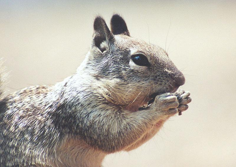 nov92-California Ground Squirrel-by Gregg Elovich.jpg