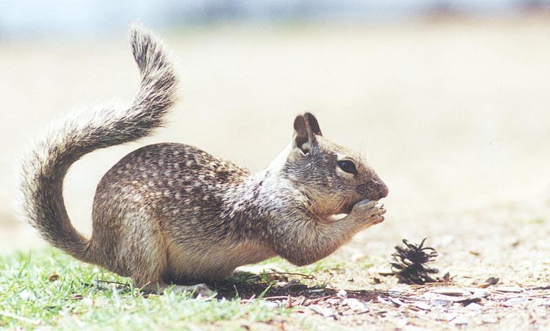 nov93-California Ground Squirrel-by Gregg Elovich.jpg