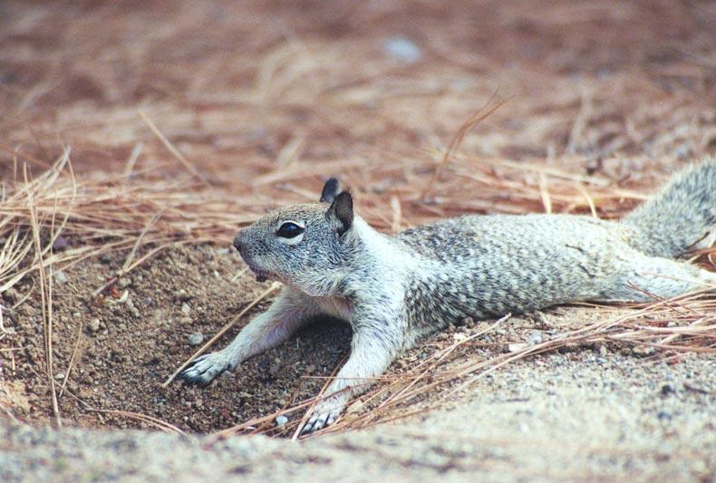 nov94-California Ground Squirrel-by Gregg Elovich.jpg
