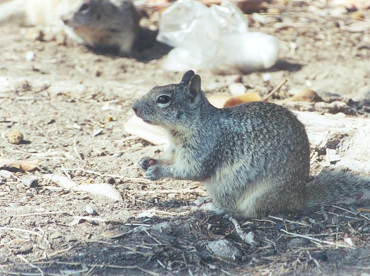 nov95-California Ground Squirrel-by Gregg Elovich.jpg