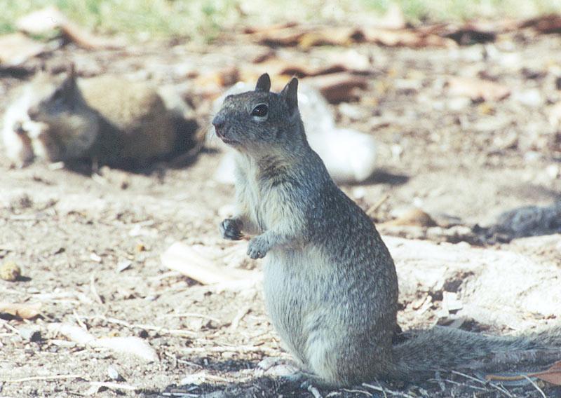 nov96-California Ground Squirrel-by Gregg Elovich.jpg