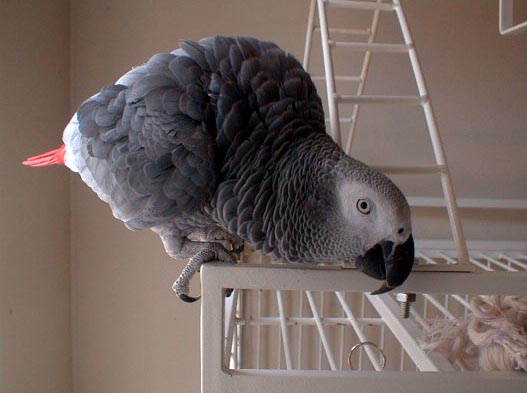 nsmail14-African Gray Parrot-Ryen-on cage-by Lara deVries.jpg