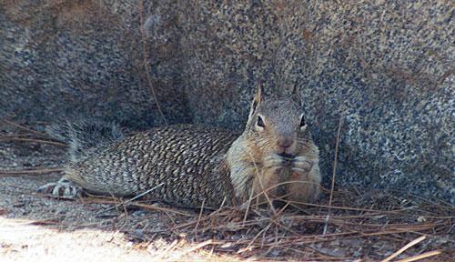 october91e-California Ground Squirrel-by Gregg Elovich.jpg