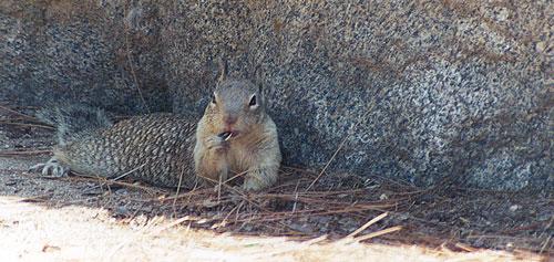october91f-California Ground Squirrel-by Gregg Elovich.jpg