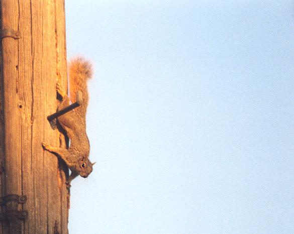 october994b-Western Gray Squirrel-by Gregg Elovich.jpg