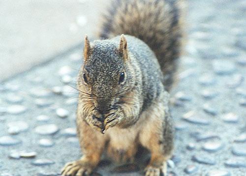 october994c-Western Gray Squirrel-by Gregg Elovich.jpg