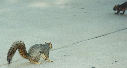 october994d-Western Gray Squirrel-by Gregg Elovich.jpg