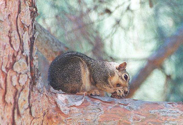 october994g-Western Gray Squirrel-by Gregg Elovich.jpg