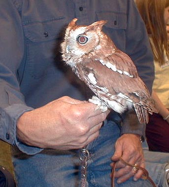 owl3-Eastern Screech Owl-on hand-by Lara deVries.jpg