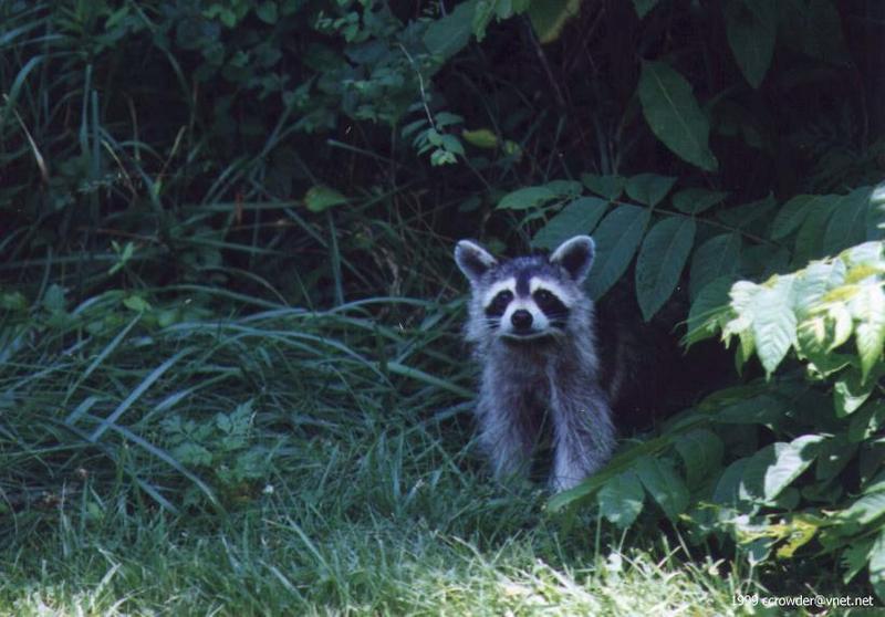 rc-American Raccoon-by Chris Crowder.jpg