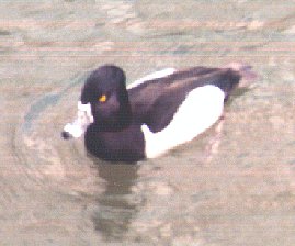 ringneck duck-Ring-necked Duck-floating on water-by Dan Cowell.jpg