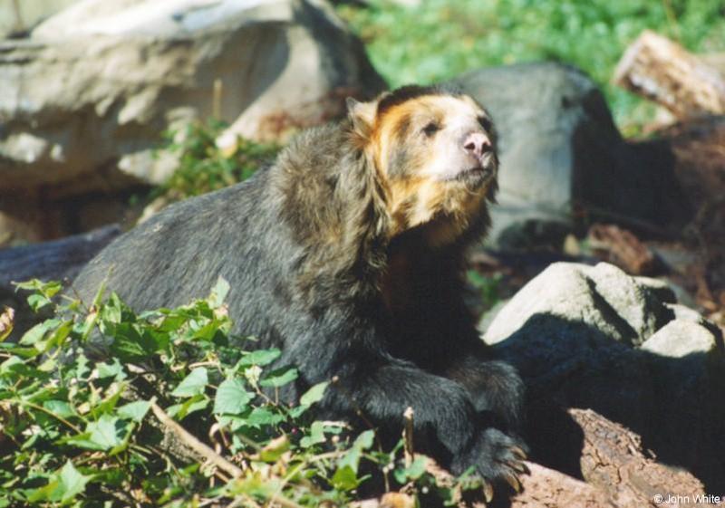 sbear1-Spectacled Bear-by John White.jpg