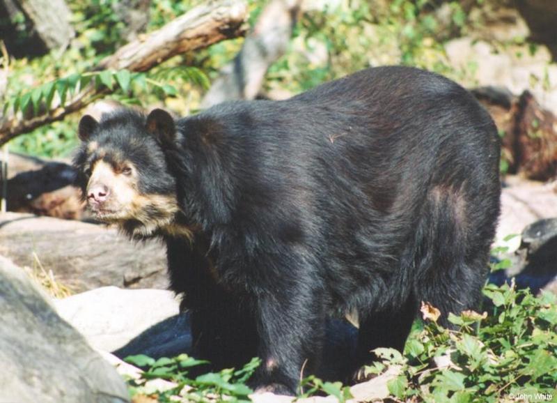 sbear3-Spectacled Bear-by John White.jpg