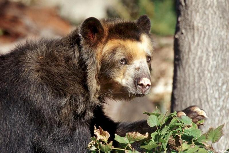 sbear4-Spectacled Bear-by John White.jpg