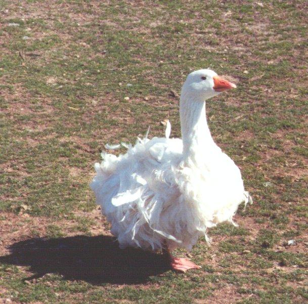 sebast-Sebastopol Goose-standing on grass-by Dan Cowell.jpg