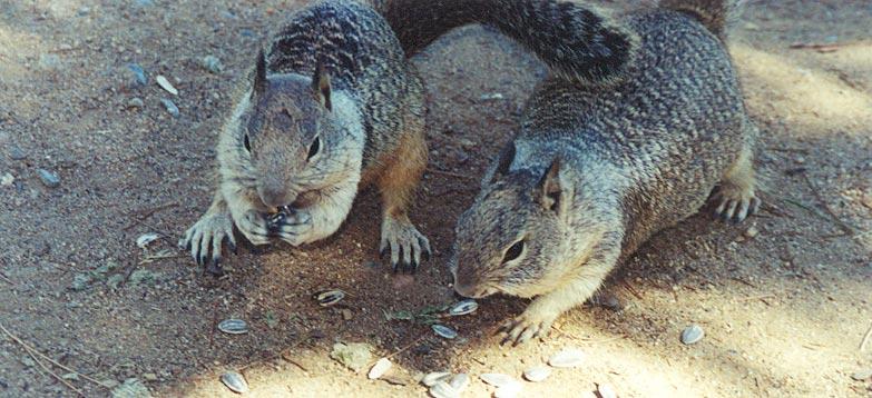 sept-California Ground Squirrels-eating nuts-by Gregg Elovich.jpg