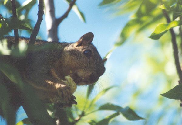 sept2-Western Gray Squirrel-on tree-by Gregg Elovich.jpg