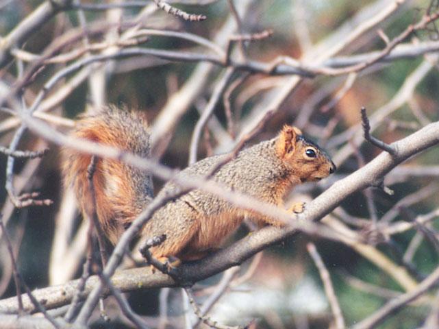 sept2 0-Fox Squirrel-by Gregg Elovich.jpg