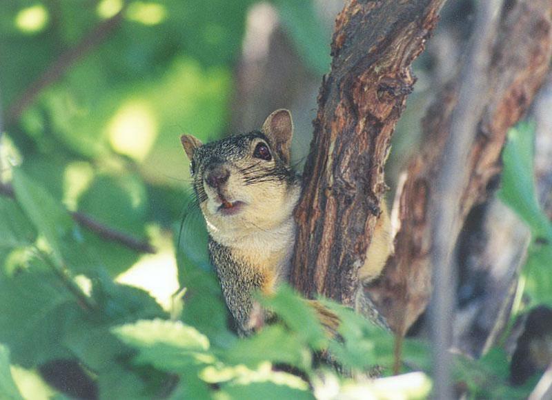 sept2 2-Fox Squirrel-by Gregg Elovich.jpg