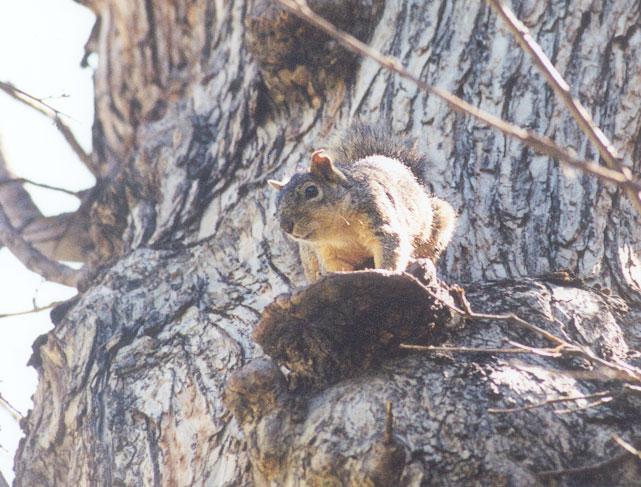 sept2 3-Fox Squirrel-by Gregg Elovich.jpg
