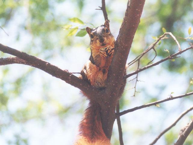 sept2 4-Fox Squirrel-by Gregg Elovich.jpg