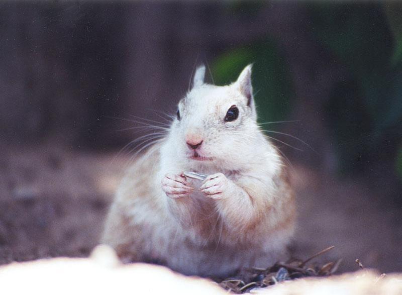 sept2 5-White California Ground Squirrel-by Gregg Elovich.jpg