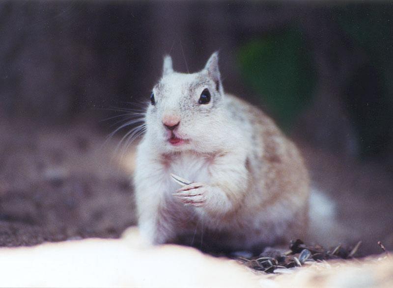 sept2 6-White California Ground Squirrel-by Gregg Elovich.jpg