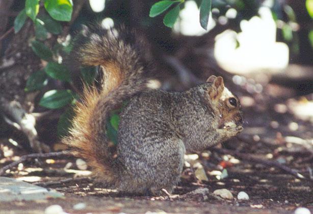 sept4-Western Gray Squirrel-dinner-by Gregg Elovich.jpg