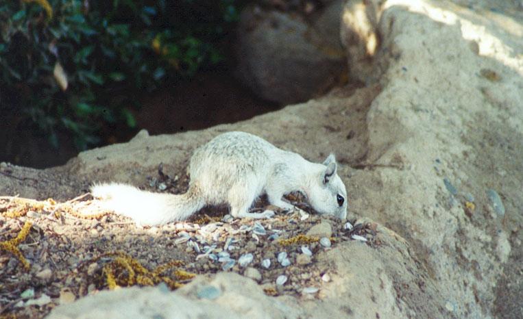 sept7-White California Ground Squirrel-by Gregg Elovich.jpg