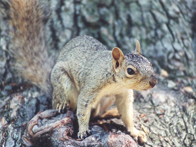 september10-Fox Squirrel-by Gregg Elovich.jpg
